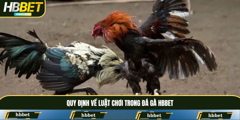 Quy định về luật chơi trong đá gà HBBET