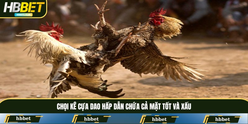 Chọi kê cựa dao hấp dẫn chứa cả mặt tốt và xấu