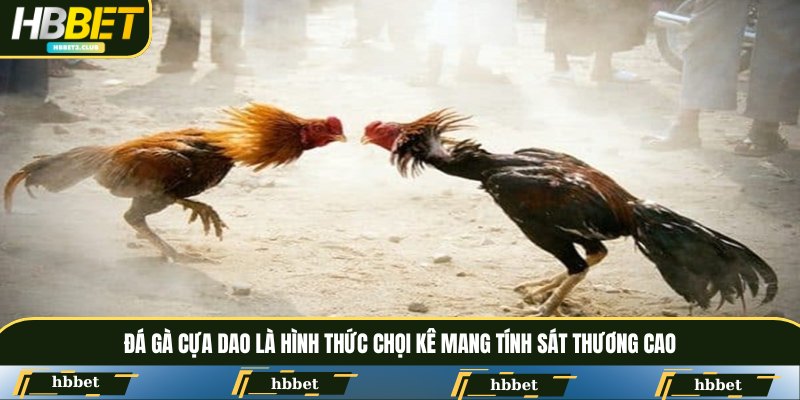 Đá gà cựa dao là hình thức chọi kê mang tính sát thương cao
