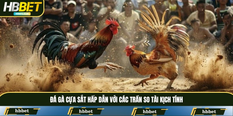 Đá gà cựa sắt hấp dẫn với các trần so tài kịch tính