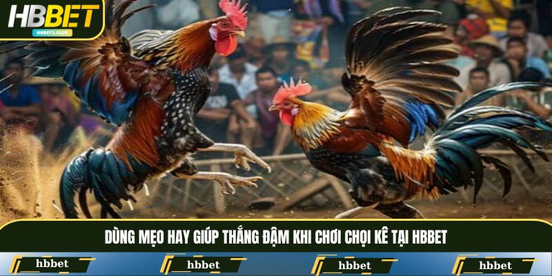 Dùng mẹo hay giúp thắng đậm khi chơi chọi kê tại HBBET