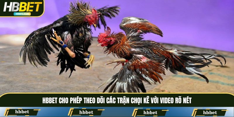 HBBET cho phép theo dõi các trận chọi kê với video rõ nét
