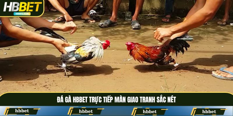 Đá gà HBBET trực tiếp màn giao tranh sắc nét