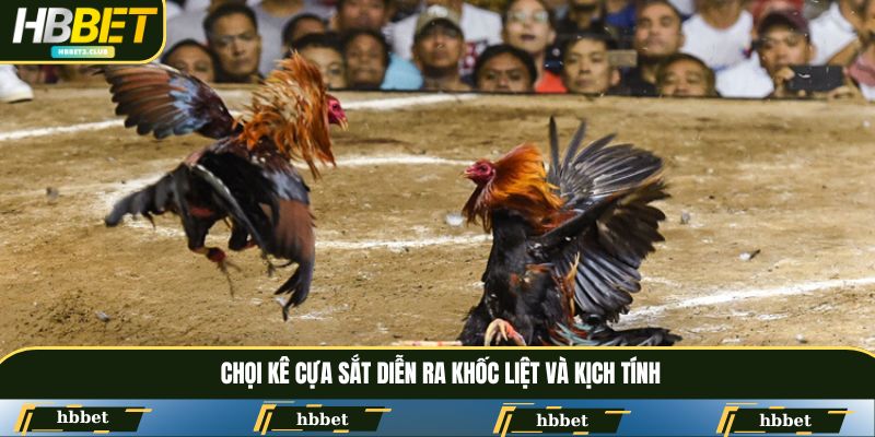 Chọi kê cựa sắt diễn ra khốc liệt và kịch tính