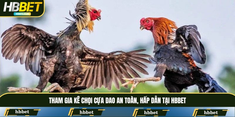Tham gia kê chọi cựa dao an toàn, hấp dẫn tại HBBET